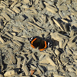 BILD0704.JPG