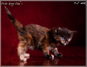 Фото котенка мейн-кун Frida возраст 3,5 недели | Питомник Grey Claw`s