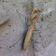 Praying Mantis