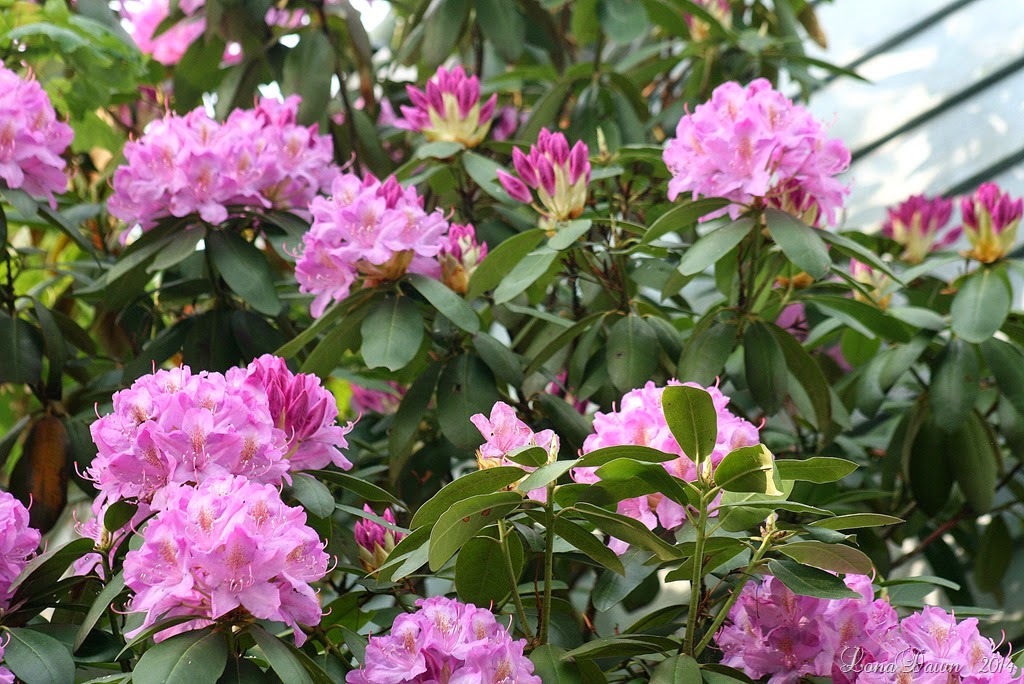 [Rhododendron%2520Lilac%255B11%255D.jpg]