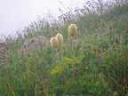 Vegetation.