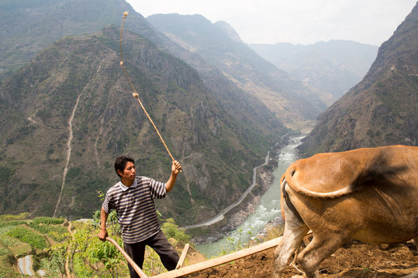 Ke Shouyi, 47, a farmer in the Lisu ethnic group, prods his cow to plow the remote rural area near the Nu River in China’s Yunnan Province. The Nu’s days as one of the region’s last free-flowing rivers are dwindling. The Chinese government stunned environmentalists in 2013 by reviving plans to build a series of hydropower dams on the upper reaches of the Nu Photo: Sim Chi Yin / The New York Times