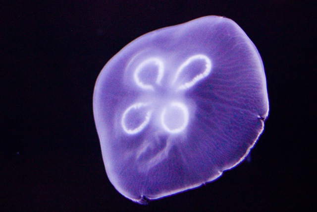 MoonJellies2 (1 of 1)