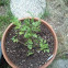 Cilantro