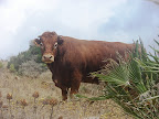 Sprachaufenthalt Tarifa