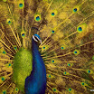 Peacock Feathers