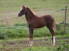Bukett september 2010 3 månader