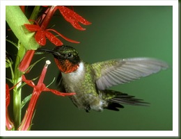 hummingbird_579_600x450