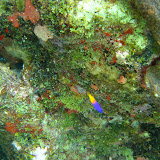 Diving and Sailing Caribbean