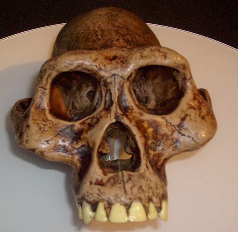 [Australopithecusafarensis_reconstruction%255B4%255D.jpg]