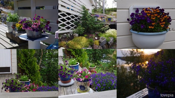 blomster p&aring; hytta 2012