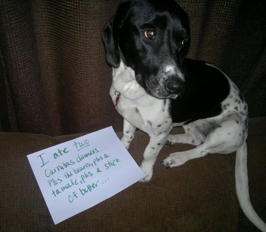 [dog-shaming-bad-10%255B2%255D.jpg]