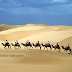 Inner-Mongolia-Desert-Camel-b.JPG