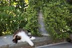 What a nice lazy day.  I think I'll just take a little stroll down to the catnip garden.