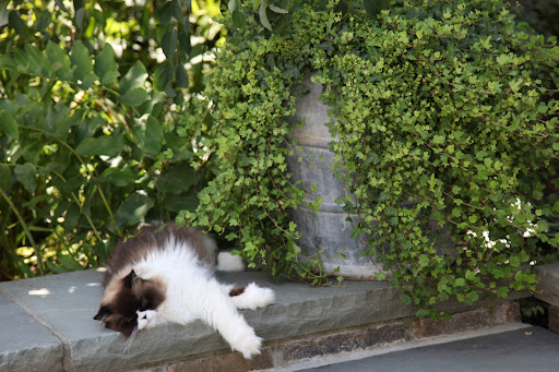 What a nice lazy day.  I think I'll just take a little stroll down to the catnip garden.