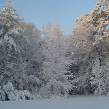 Backyard snow trees.jpg