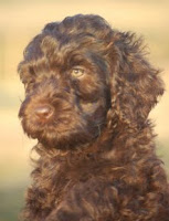 A beautiful chocolate labradoodle, will mature to a nice medium size.
