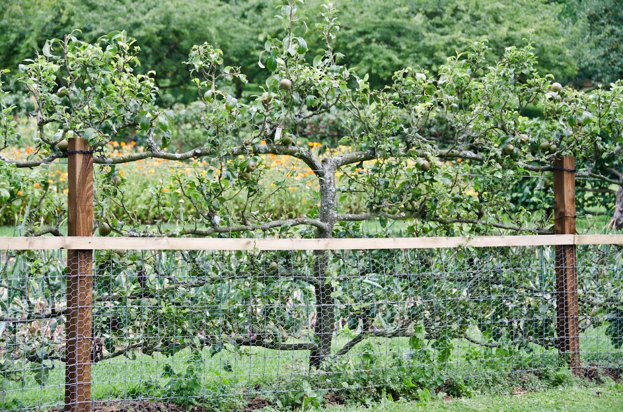 Vines