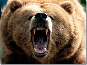 animals-bear-angry-brown-bear-wallpaper