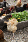 Luckily Arshad was here to help us put the food in their troughs, since we're not allowed in the chicken yard.