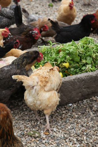 Luckily Arshad was here to help us put the food in their troughs, since we're not allowed in the chicken yard.