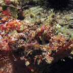 Scorpionfish (Malapascua)