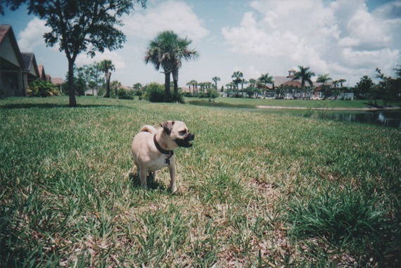 LouisOnTheGrass LouisOnTheGrass