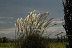 Mendoza Province