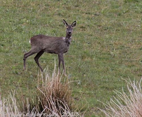 [roe-deer-2%255B6%255D.jpg]