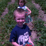 Strawberry Picking - 258401_10150220616811390_600301389_7163126_8296397_o.jpg