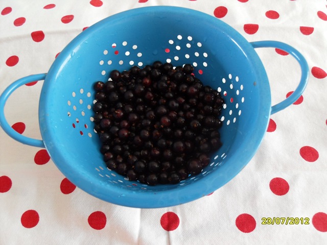 [Blackcurrant%2520yield%25201cup%25202012%255B4%255D.jpg]