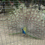 P1090697.JPG