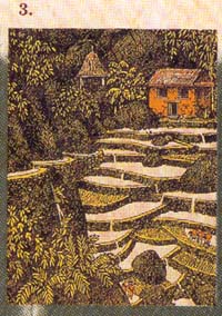 Rice Planting