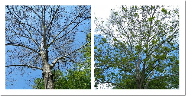 tree_out_front_collage