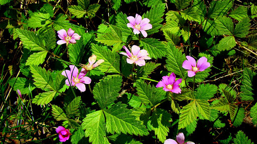 Pictures - arctic raspberry