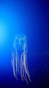 Australian-Box-Jellyfish