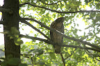 They're very intelligent and are easily trained, making them a favorite for falconry.  Falconry is the hunting of wild quarry in its natural state and habitat by means of a trained bird of prey.
