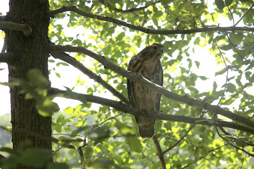 They're very intelligent and are easily trained, making them a favorite for falconry.  Falconry is the hunting of wild quarry in its natural state and habitat by means of a trained bird of prey.