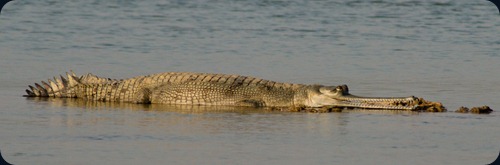 Gharial, Chambal River