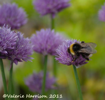 [bumble-on-chives%255B3%255D.jpg]
