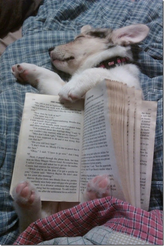 tired-cute-animals-2