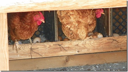 hens sitting on eggs