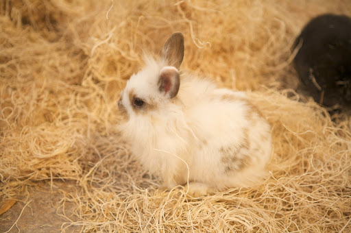 The Lionhead also originated in Belgium and there are stories that it was produced by crossing a miniature Swiss Fox and a Belgian dwarf rabbit. Very, very interesting! The Lionhead also originated in Belgium and there are stories that it was produced by crossing a miniature Swiss Fox and a Belgian dwarf rabbit. Very, very interesting!