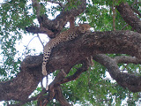 And this was our first up-close sighting of a leopard! And it was awesome and worth the wait... beautiful creatures! South Africa - 499.jpg