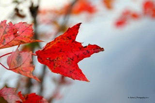 Autumn_7 Autumn_7