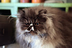 Bartok is a Himalayan, a breed that was developed by mating a Siamese with a Persian.  They have long hair, like us, but their coloring comes from their Siamese side.