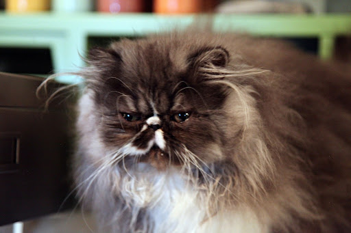 Bartok is a Himalayan, a breed that was developed by mating a Siamese with a Persian.  They have long hair, like us, but their coloring comes from their Siamese side.