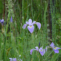 Northern Blueflag