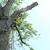 The one limb I can drop without a rope