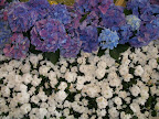 Flowers at the Bellagio Conservatory and Botanical Garden.